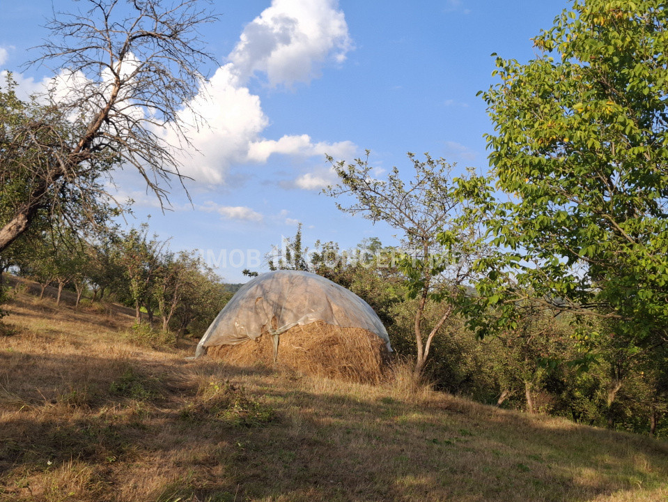Teren spectaculos cu padure, livada si priveliste panoramica in Soimari PH