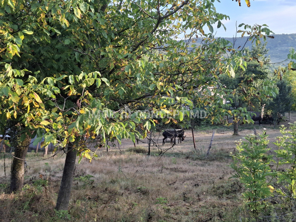 Teren spectaculos cu padure, livada si priveliste panoramica in Soimari PH