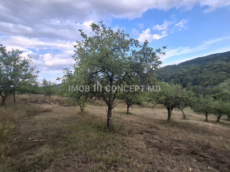 Teren spectaculos cu padure, livada si priveliste panoramica in Soimari PH