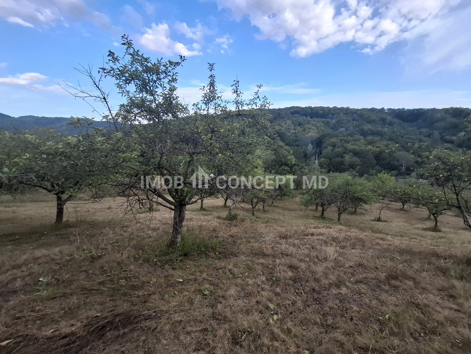 Teren spectaculos cu padure, livada si priveliste panoramica in Soimari PH