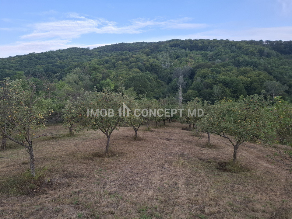 Teren spectaculos cu padure, livada si priveliste panoramica in Soimari PH