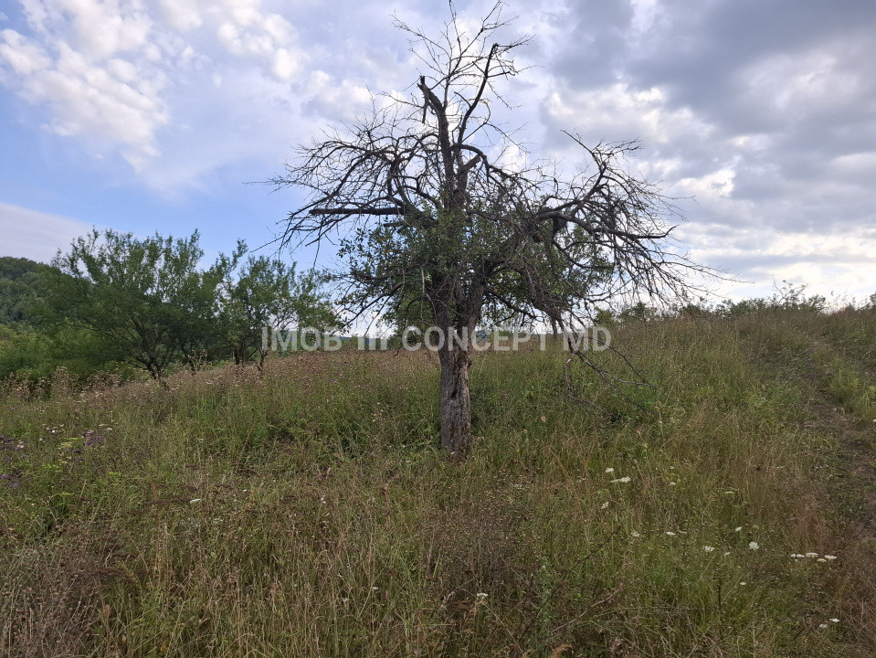 Teren spectaculos cu padure, livada si priveliste panoramica in Soimari PH
