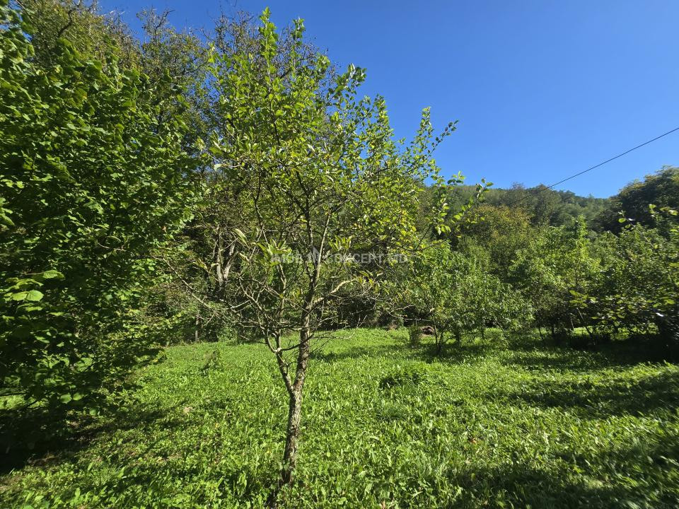 Vanzare Casuta pitoreasca la padure, teren 3159mp, in Gogeasca