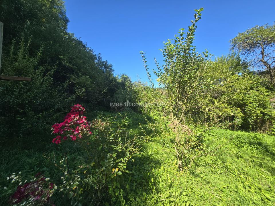Vanzare Casuta pitoreasca la padure, teren 3159mp, in Gogeasca